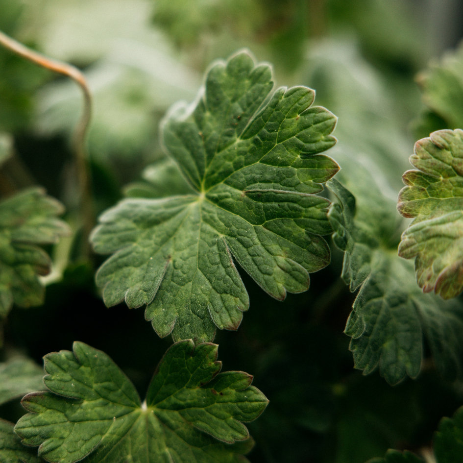 Geranium Leaf Tea Lights - St Eval